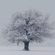 India-Srinagara-Snow-weather